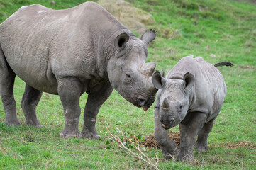 Naklejka premium Black Rhinoceros Mother Calf Feeding