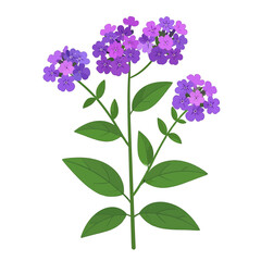 Fototapeta premium Detailed Illustration of a Tall Verbena Plant with Purple Flowers and Green Leaves on a Clean White Background