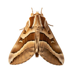 Beautiful close up of a brown moth with detailed wing patterns, perfect for illustrating nature, biology, insect life cycles, and the beauty of the natural world
