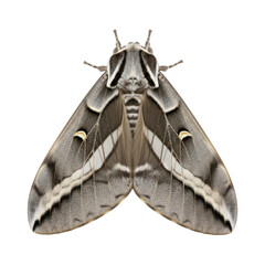 Striking moth with intricate wing patterns, perfect for nature studies, scientific illustrations, and educational resources for entomology and wildlife projects