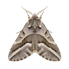 Striking moth with intricate wing patterns, a captivating nature study showcasing stunning detail, perfect for educational or illustrative use