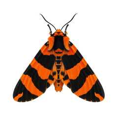 Striking Orange and Black Moth with Bold Stripes, a Vibrant Winged Insect for Nature, Science and Education Projects, Wildlife Artwork Inspiration