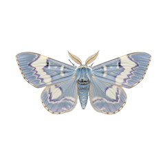 Stunning blue moth with intricate wing patterns, perfect for nature designs or educational resources, capturing the delicate beauty of wildlife