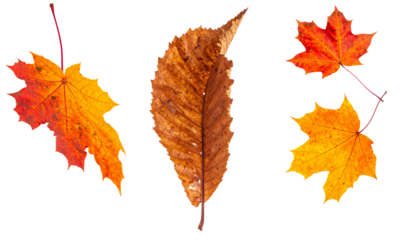 Autumn leaves collection featuring vibrant maple and chestnut foliage, a seasonal fall nature theme with transparent background
