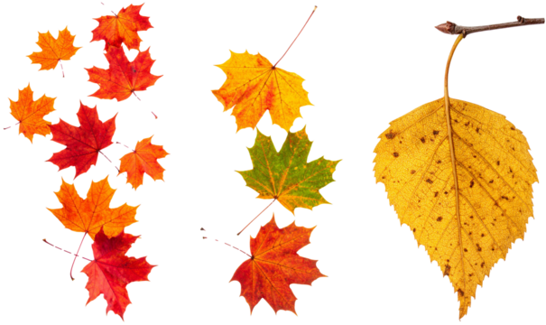 Autumn leaves falling and changing colors, including red maple, orange yellow birch, green leaves, transparent background