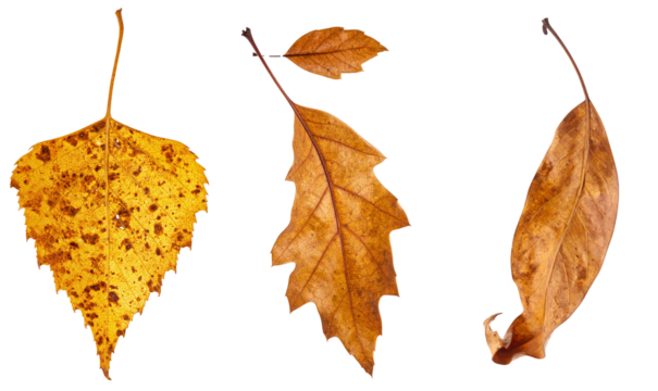 Autumn tree leaves showing fall season changing colors with birch, oak, and other dry plants on transparent background