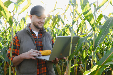Farmer analyzing corn crop data using laptop