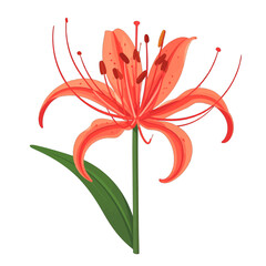 Vibrant Orange Spider Lily Flower Illustration with Green Leaf on White Background in Detailed Digital Artwork