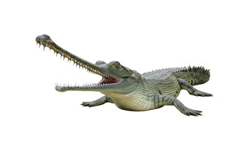 Isolated gharial, a large fish-eating crocodile native to the Indian subcontinent reptile