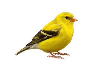 Isolated American goldfinch perched, small bright yellow bird, wild animal in nature