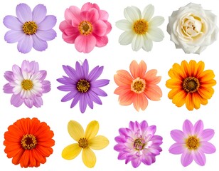 Assorted colorful floral blooms, isolated on a white background