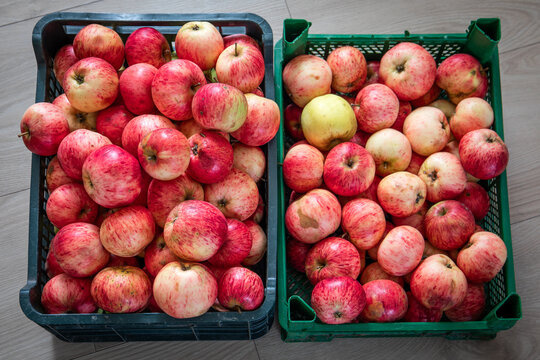 Two crates filled with freshly harvested red apples on wooden floor, organic fruit collection from autumn harvest