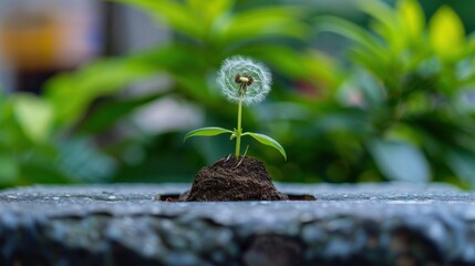 Small plant sprouting from soil with dandelion seed on top, surrounded by lush greenery and natural environment