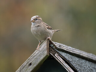 Haussperling, Passer domesticus, Spatz, Sperling