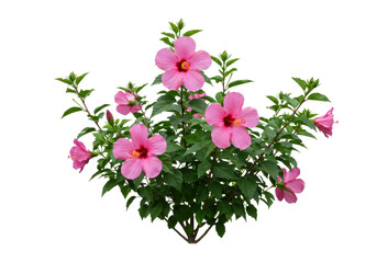 Isolated flowering hibiscus bush, pink petals, green leaves and branches growing in sunlight