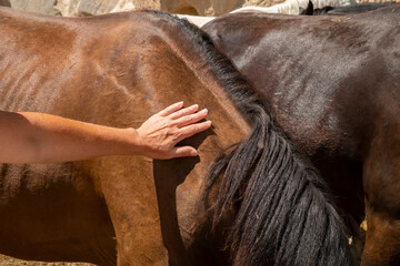 Person gently touches the side of a horse in a sunny outdoor setting near a stable