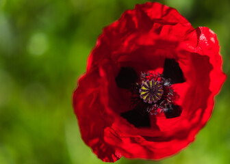 Macro with copy space of the red poppy flower where you can see all the inner parts of it like the beautiful pistil.