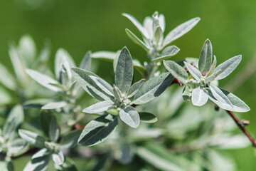 Very dense bush, with large, gray, woolly leaves. Very useful in low maintenance gardening. Suitable for very sunny areas or half shade. Easy establishment and fast growth