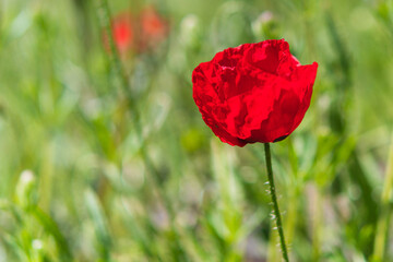 Obraz premium A solitary red poppy pops out from among the other plants and wildflowers on a bright spring day during a walk through