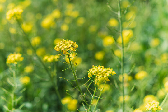Bunias orientalis in the garden with a multitude of yellow and green flowers and plants out of focus leaving room for copy space.