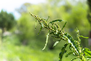 Dysphania ambrosioides is a species of aromatic, antiparasitic plant used as a condiment and as a medicinal plant in Mexico.
It grows in sandy soils and reaches a larger size on the banks of rivers