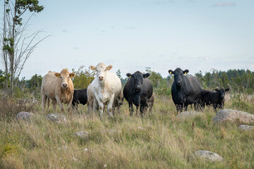 A mixed herd of Charolais and Aberdeen Angus cows standing on a coastal island meadow, surrounded by natural grassland and boulders. Charolais and Aberdeen Angus cattle on a coastal meadow. 