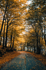 High Orange Trees Over The Road In The Forest