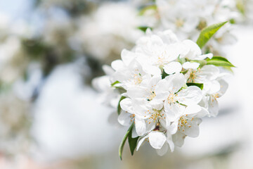 Fototapeta premium Image with focus on white plum tree blossom. Branch is full of small flowers with long pistils with dark tips.