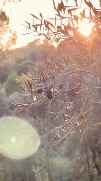 Close-up of Olive Branch with Olives During Golden Sunset Light