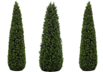 Isolated narrowleaf conifer trees for landscaping outdoor gardens and green design projects