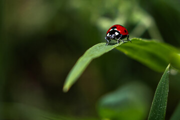 A bright red ladybug on the tip of a thin, grass-like leaf. Macrography