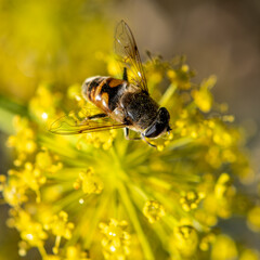 Macro of a bee in search of nectar collection in the midday light. This one is looking for such a rich delicacy in a dandelion flower. Details of eyes and wings.