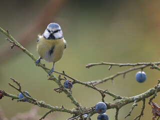 Blaumeise, Cyanistes caeruleus