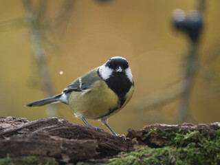 Kohlmeise, Parus major