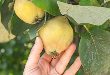 Hand reaching for ripe quinces on a tree in a sunny orchard during harvest season