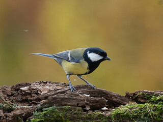Kohlmeise, Parus major