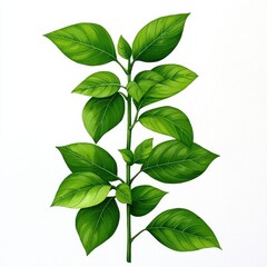 Vibrant Green Botanical Illustration of Leaves on a Stem