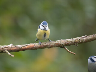 Blaumeise, Cyanistes caeruleus