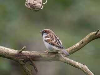 Haussperling, Passer domesticus