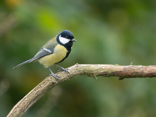 Kohlmeise, Parus major