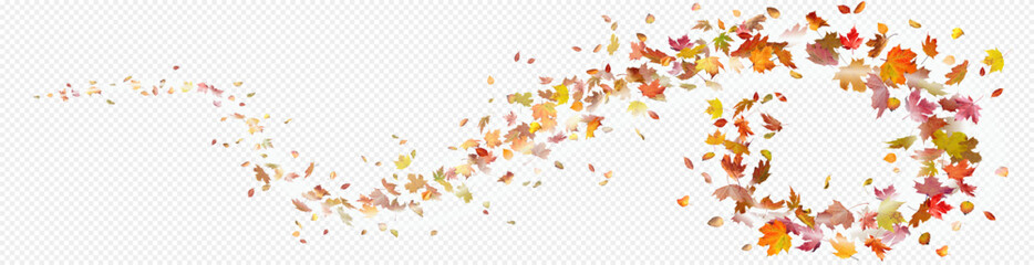 Obraz premium Colorful autumn leaves falling on transparent background.