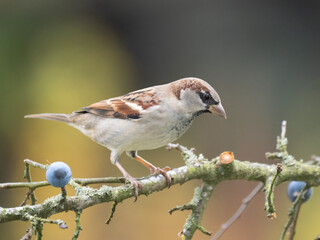 Haussperling, Passer domesticus
