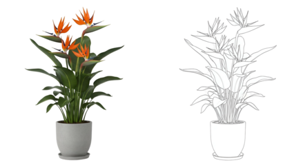 Colorful Bird of Paradise Plant in Gray Pot on Transparent Background