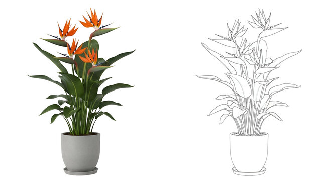 Colorful Bird of Paradise Plant in Gray Pot on Transparent Background