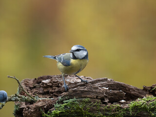 Blaumeise, Cyanistes caeruleus