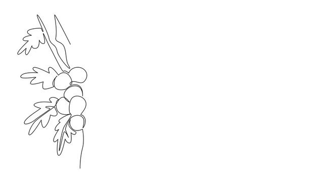 Animation of single one line drawing some oak apples clinging to the tree branches with their leaves. Like parasites or mistletoe on plants. Biology. Oak Apple Day. Full length motion