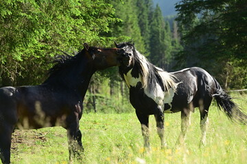 Zwei wunderschöne Noriker Hengste kämpfen spielerisch auf einer Bergwiese im Abendlicht