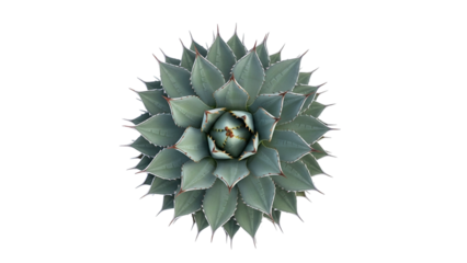 Succulent Plant with Thick Rosette Leaves in Green and Blue Tones on Transparent Background