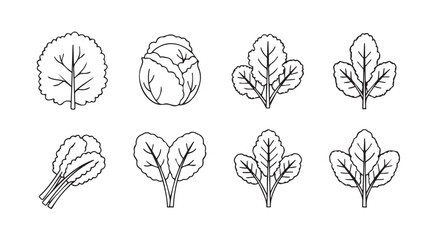 Collection of hand drawn spinach leaves and cabbage in black and white sketch style vector