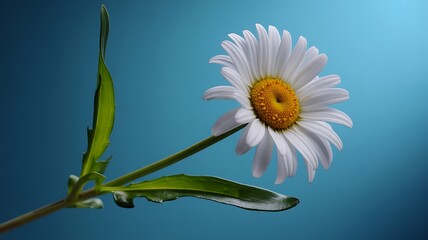 Single Daisy Flower with White Petals on Light Blue Background